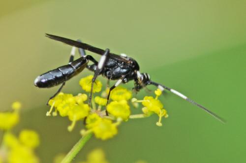 Réf. 247 937 : Achaius oratorius